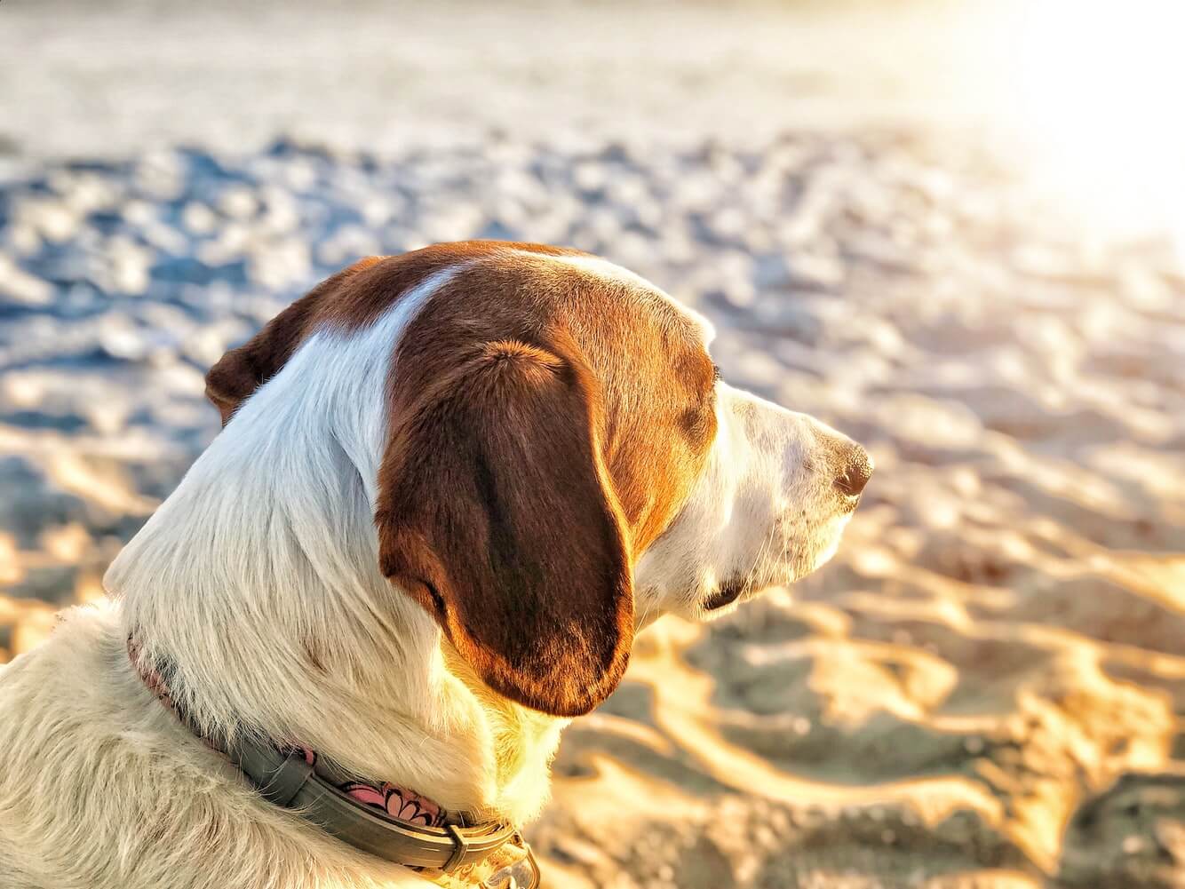 Keeping Your Pets Safe in Warm Weather